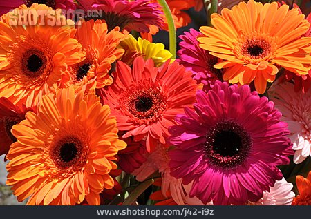 
                Gerbera                   