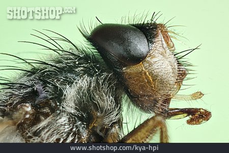 
                Fliege, Tierporträt                   