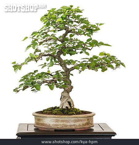 
                Bonsaibaum, Koreanische Hainbuche                   