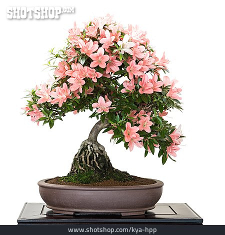 
                Blütenbonsai, Rhododendron Indicum                   