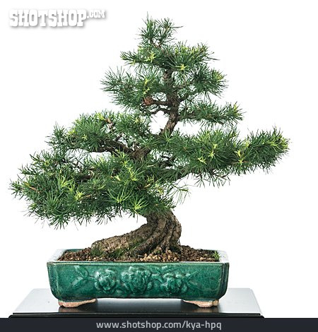 
                Bonsai Tree, European Larch                   