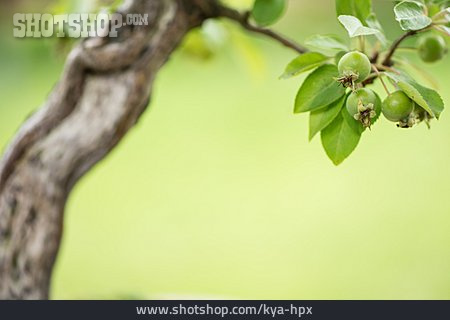 
                Apfelbaum, Bonsai                   