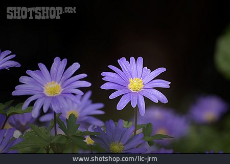 
                Blume, Windröschen, Balkan-windröschen                   