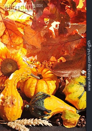 
                Herbst, Kürbis, Erntedankfest, Herbstdekoration                   