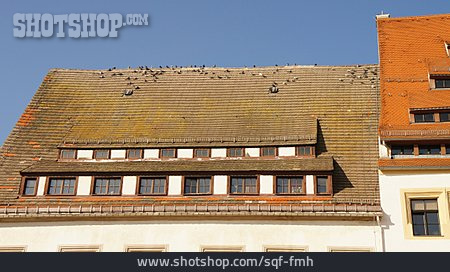 
                Dach, Tauben                   
