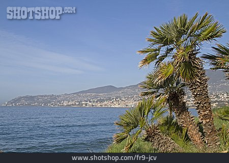 
                Palmen, Mittelmeer, Italienische Riviera                   