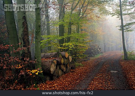 
                Waldweg, Herbstwald, Nebelwald                   