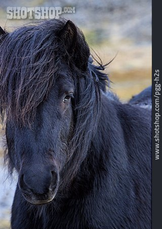 
                Portrait, Icelandic Horse                   