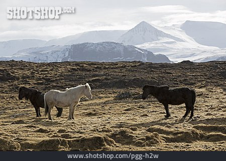 
                Gebirge, Island, Islandpferd                   