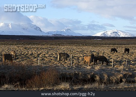 
                Island, Isländer, Pferderasse                   
