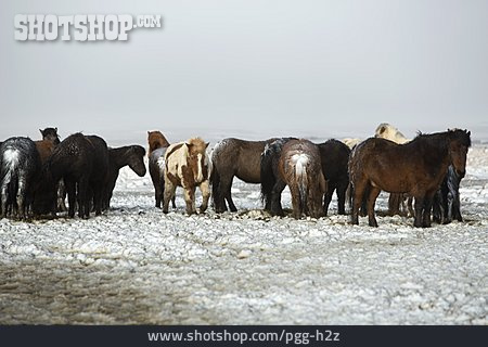 
                Herde, Kälte, Schneelandschaft, Islandpony                   
