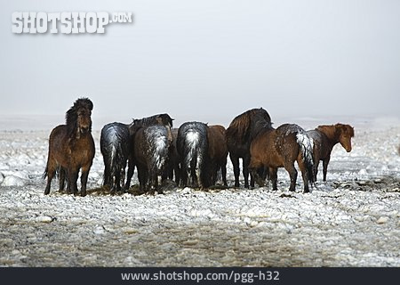 
                Winter, Herde, Islandpony                   