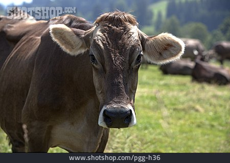 
                Nutztier, Kuh, Weide                   