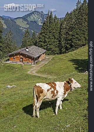 
                Kuh, Mangfallgebirge, Untere Wildfeldalm                   