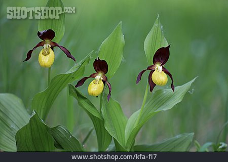 
                Orchidee, Gelber Frauenschuh                   