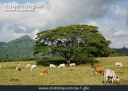 
                Kühe, Rinder, Rinderherde, Dominikanische Republik                   