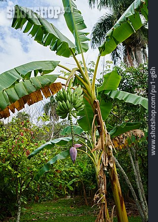
                Bananenpflanze                   