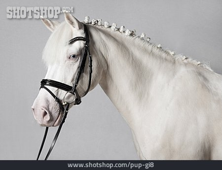 
                Tierportrait, Pony, Reitpferd                   