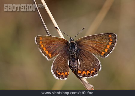 
                Schmetterling, Falter                   