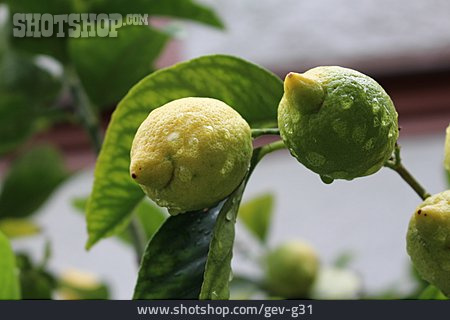 
                Obstbaum, Zitronenbaum, Zitrone                   