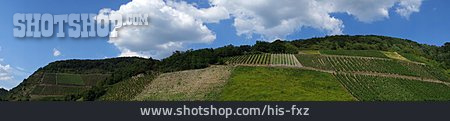 
                Winemaking, Vineyard, Wine Trail                   