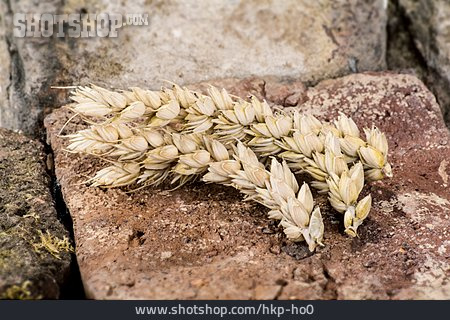 
                Getreide, Weizen, Hartweizen                   