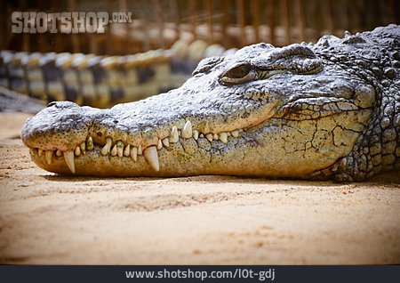 
                Krokodil, Alligator, Zootier                   