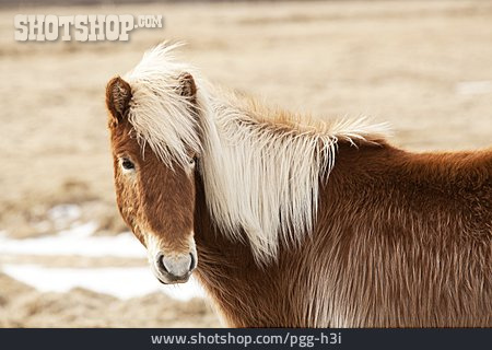 
                Pony, Islandpony, Islandpferd                   