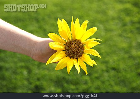 
                Blume, Sonnenblume, Hand                   