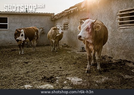 
                Kühe, Stall, Rinder                   