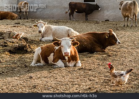 
                Bauernhof, Kühe, Hühner                   