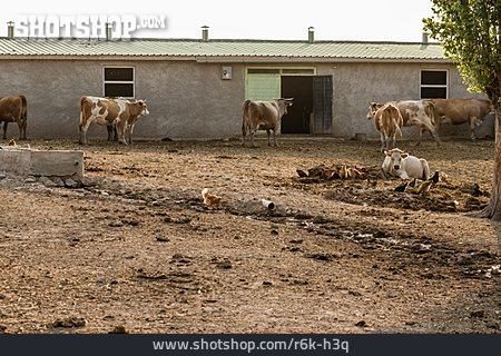 
                Bauernhof, Kühe, Rinder, Stallungen                   