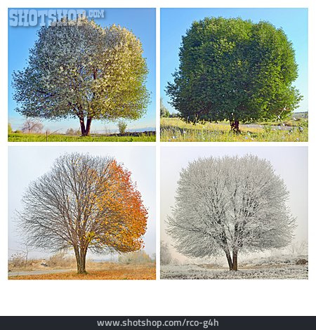 
                Baum, Jahreszeiten                   