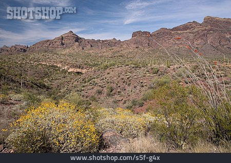 
                Arizona, Nationalpark, Organ Pipe Cactus National Monument                   