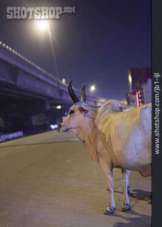 
                Nachtleben, Kuh, Rind, Indien, Delhi                   