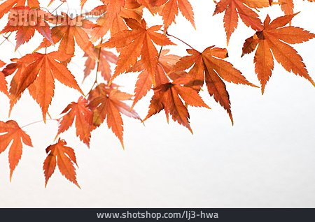 
                Herbst, Ahorn                   