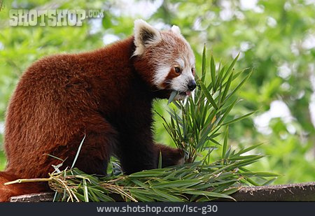 
                Kleiner Panda                   
