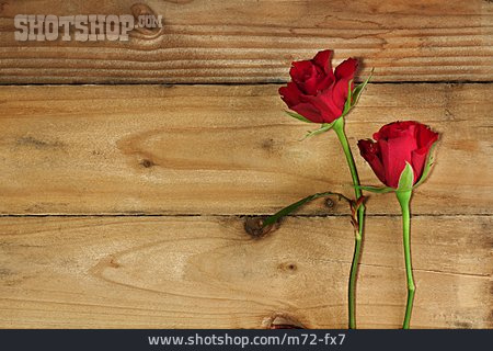 
                Rose, Valentinstag                   