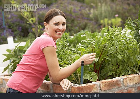 
                Frau, Mangold, Gartenarbeit, Hochbeet                   