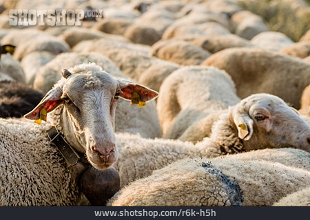 
                Schafe, Schafsherde                   