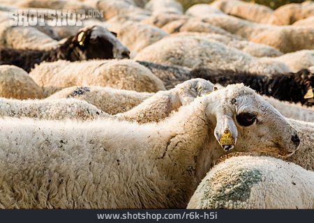 
                Schafe, Tiermarke                   