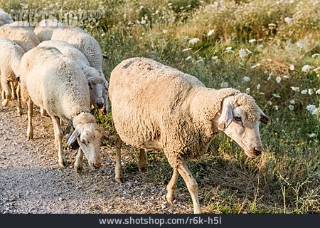 
                Schafe, Leitschaf                   