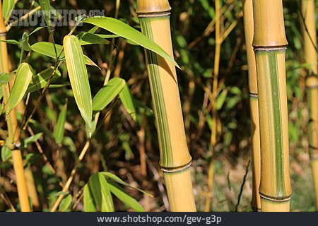 
                Bambusrohr, Bambusstab                   