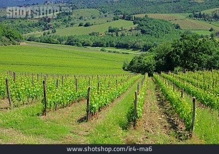 
                Weinberge, Weinanbaugebiet                   