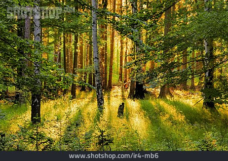 
                Wald, Lichtstrahlen                   