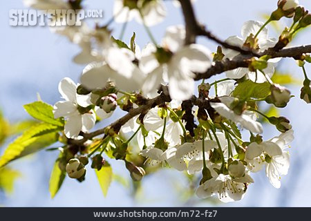
                Kirschblüte, Obstbaumblüte                   