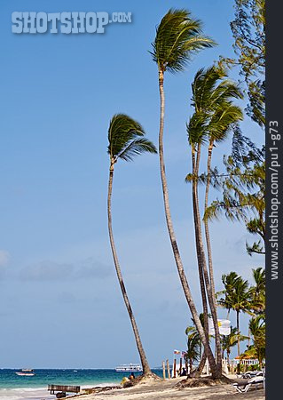 
                Palmen, Punta Cana, Dominikanische Republik                   