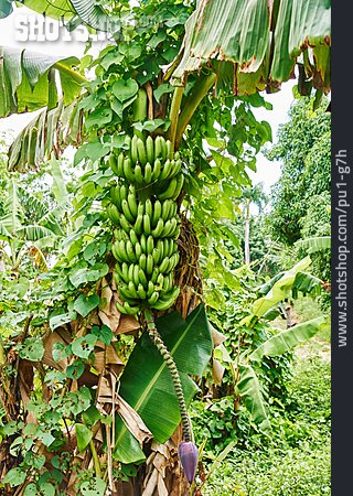 
                Bananen, Bananenpflanze                   