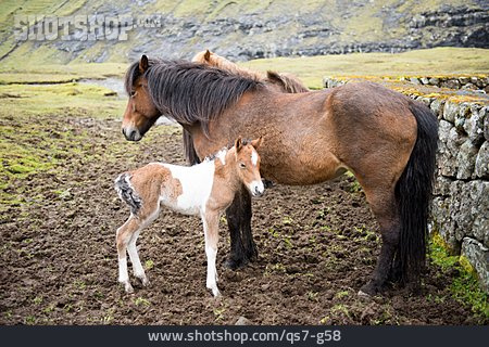 
                Pferd, Färöer                   