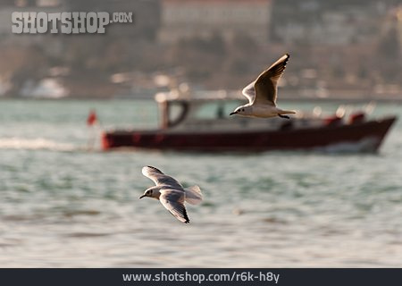 
                Möwen, Bosporus                   